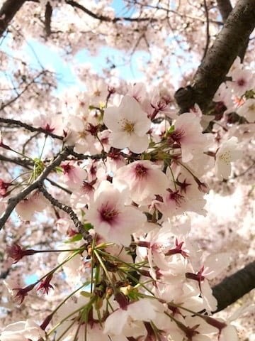 桜、満開